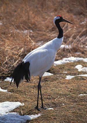 システムメンテナンスのお知らせ：サービス停止と復旧スケジュールの詳細